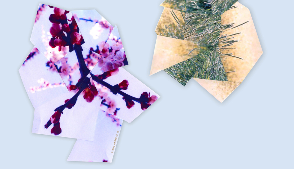 Majuzi Erscheinungsbild 